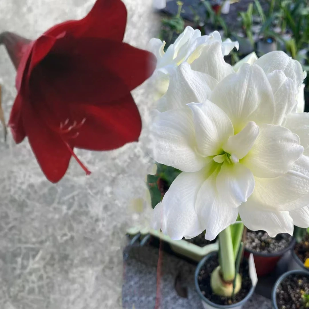 包对版【1833杂阿弗雷】朱顶红白肋绿叶随机发