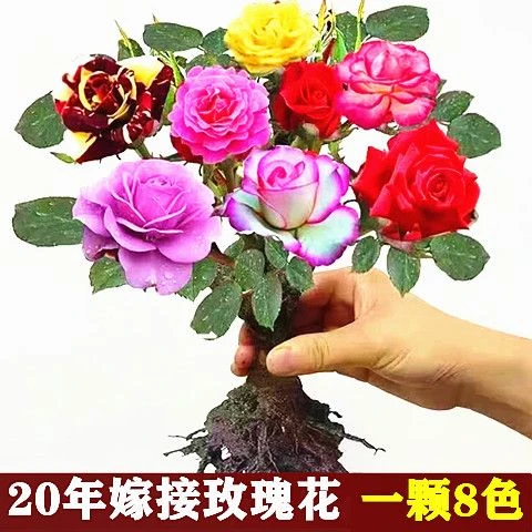 正宗嫁接多色玫瑰花苗老根特大花盆栽四季花庭院浓香绿植退款花卉