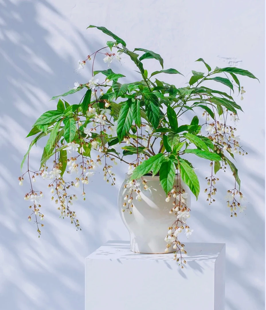 带花丝发货泰国垂丝茉莉室内好养网红花卉观赏绿植盆栽桌面款