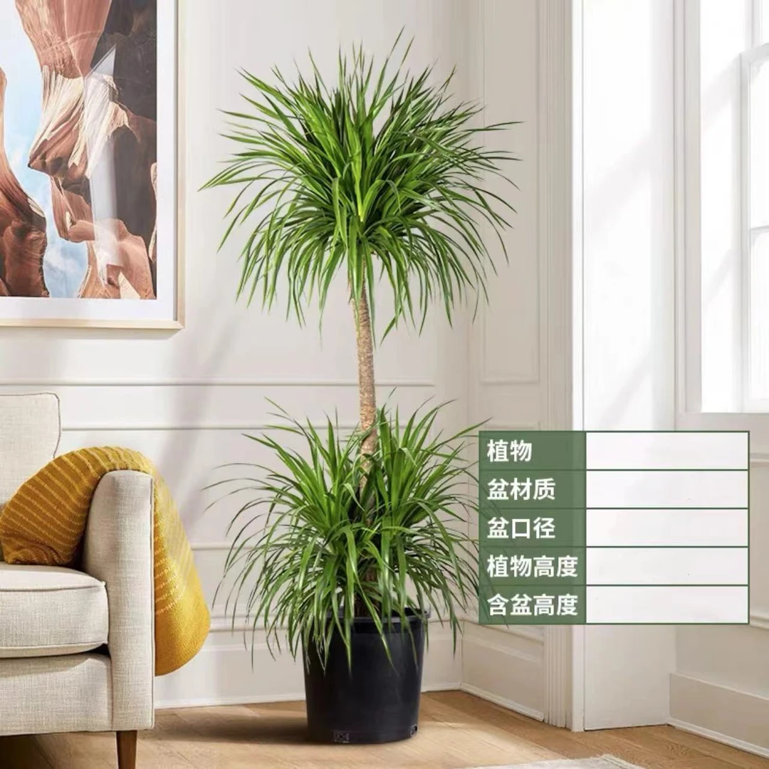 大型植物龙血树老桩室内盆栽客厅办公室除甲醛精选网红绿植好养活