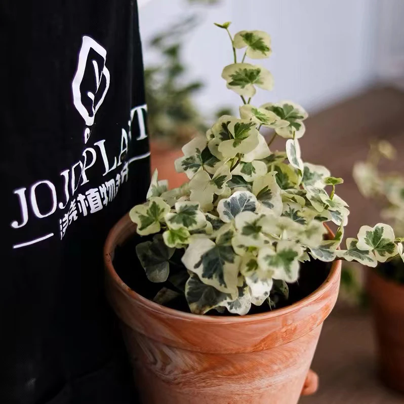 浇浇植物雪莹常春藤室内办公室客厅观叶网红绿植盆栽