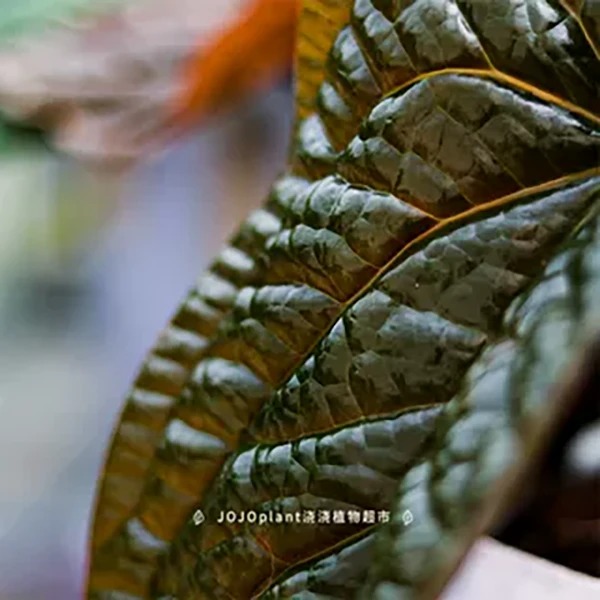 奢华花烛小苗 纹理感经典热植盆栽小苗小奶苗 浇浇植物