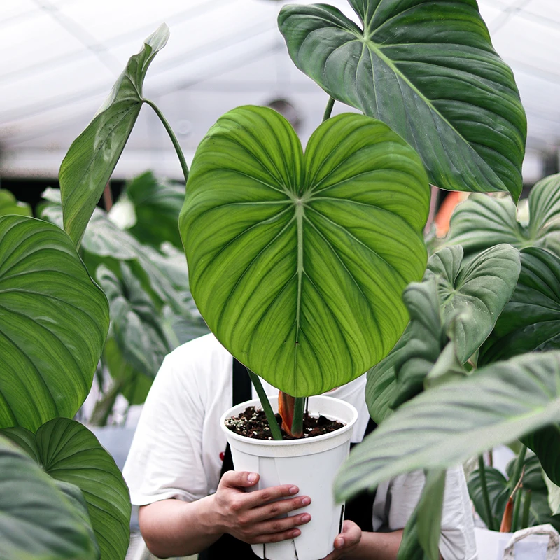 麦克道尔蔓绿绒 室内好养雨林感匍匐茎观叶热植浇浇植物