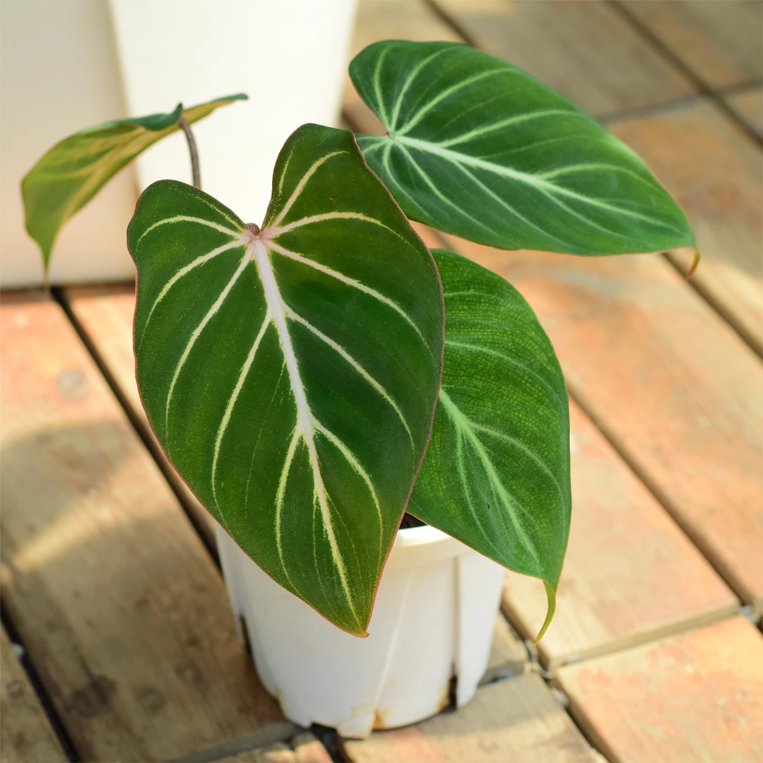 明脉蔓绿绒 绒面观叶热植  浇浇植物超市