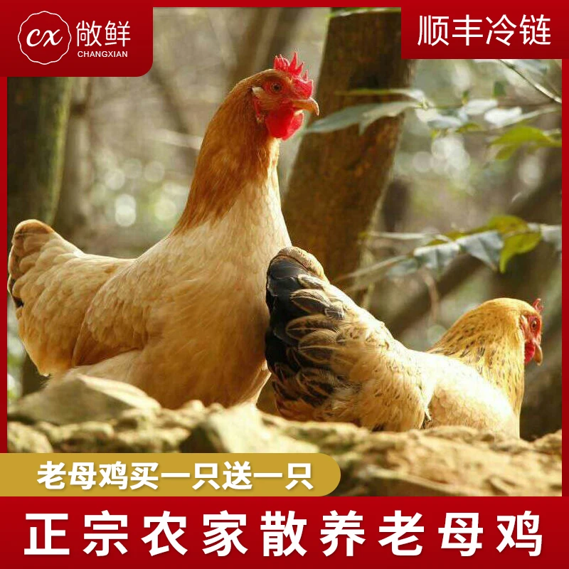 【耕田佬】农家散养土鸡老母鸡买一送一共2只净重4斤 带内脏