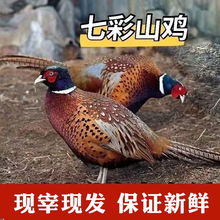 【户外散养1年】的山鸡买一送一现宰现发 保证新鲜保鲜