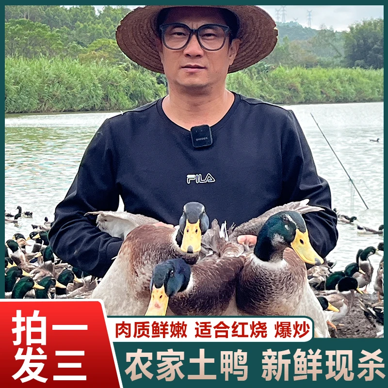 【c老表家】农户放养水鸭3只毛重15斤多净重9斤 非老鸭净膛发货