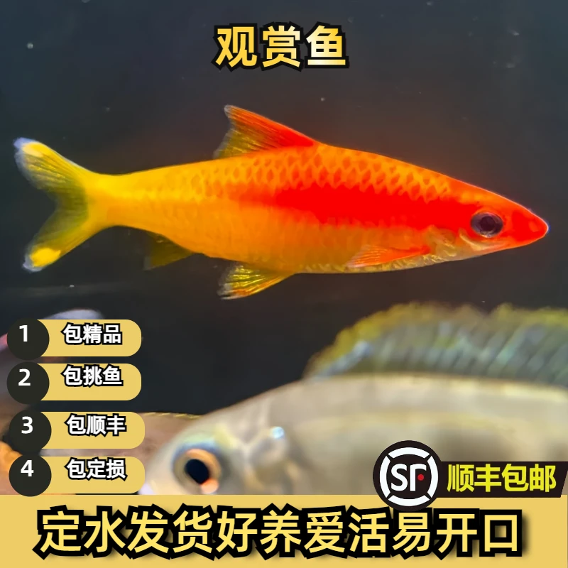 精品泰国黄化一眉道人黄金一眉活体热带观赏鱼