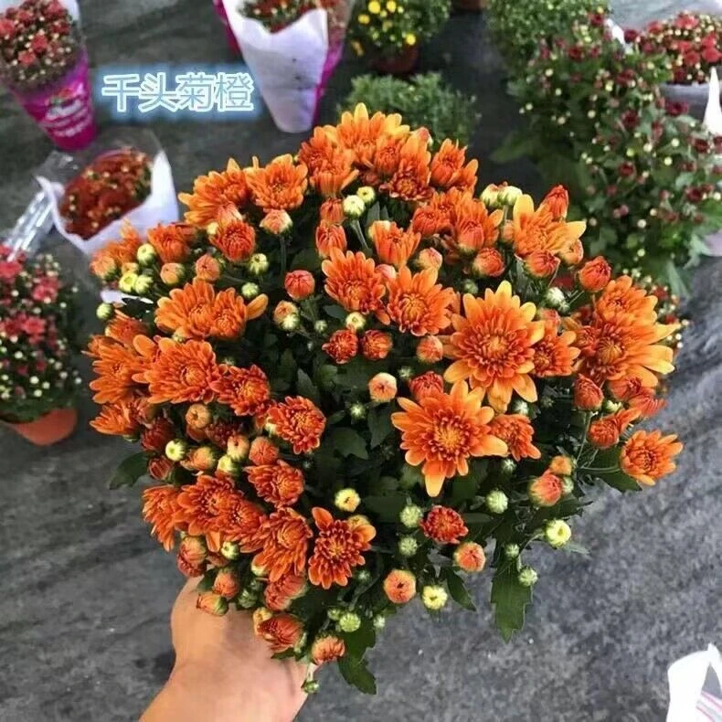 【千头菊】菊花带花苞保色 多年生植物 颜色多多栽种橙红紫粉黄花色