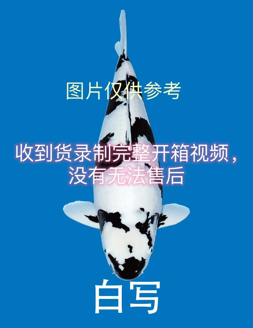 锦鲤观赏鱼红白三色昭和绯写白写介子包邮包开箱活