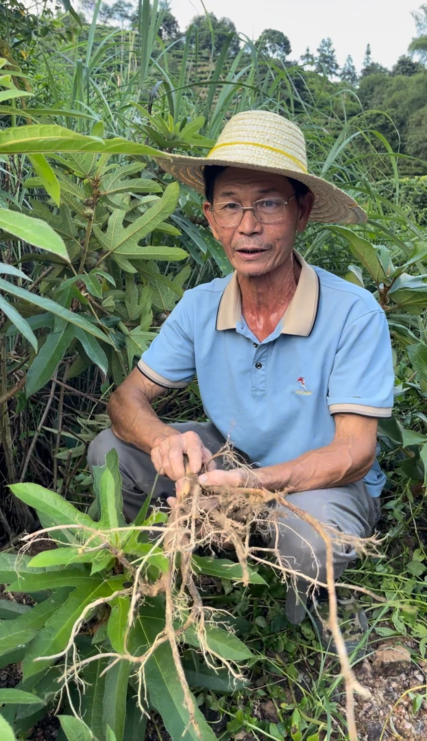 本土晒干五指毛桃根500克煲汤椰香