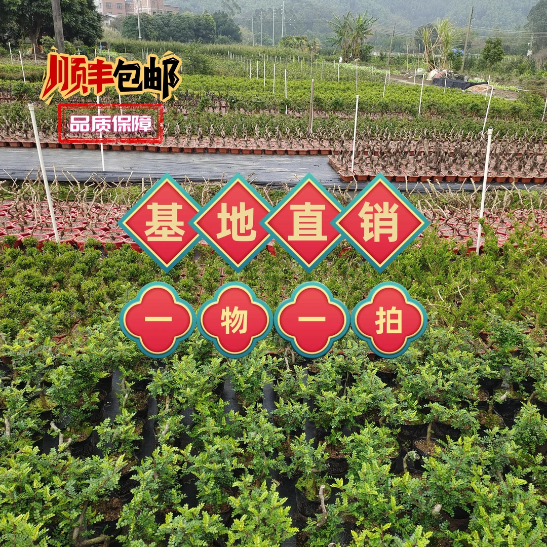 胡椒木罗汉松榆树六月雪赤楠杜鹃盆景盆栽绿植花卉园林办公室造型