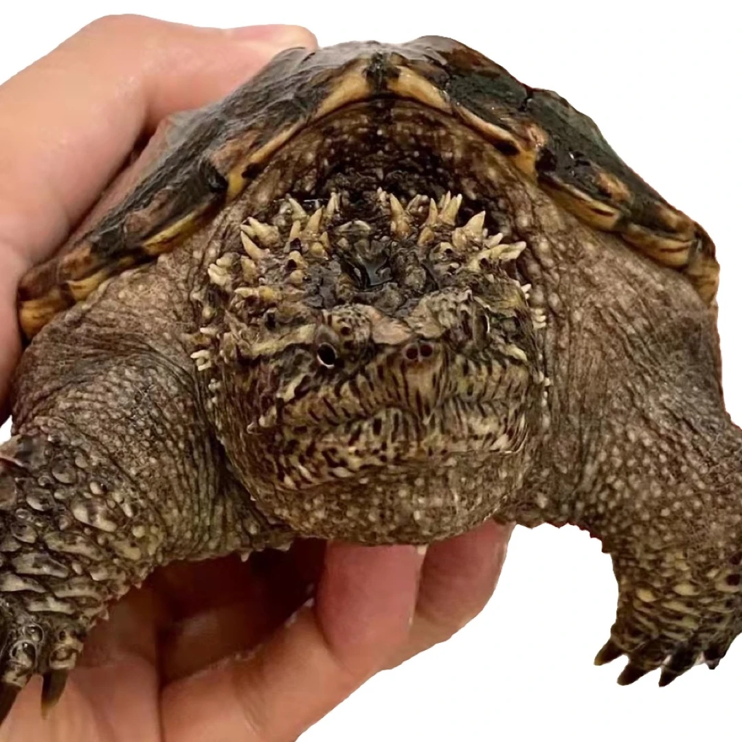 佛鳄杂佛大鳄宠物龟