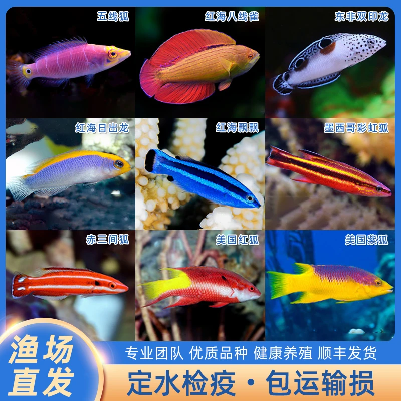 隆头类鱼五线狐美国红狐红海日出龙彩虹狐海水缸观赏鱼定水检疫