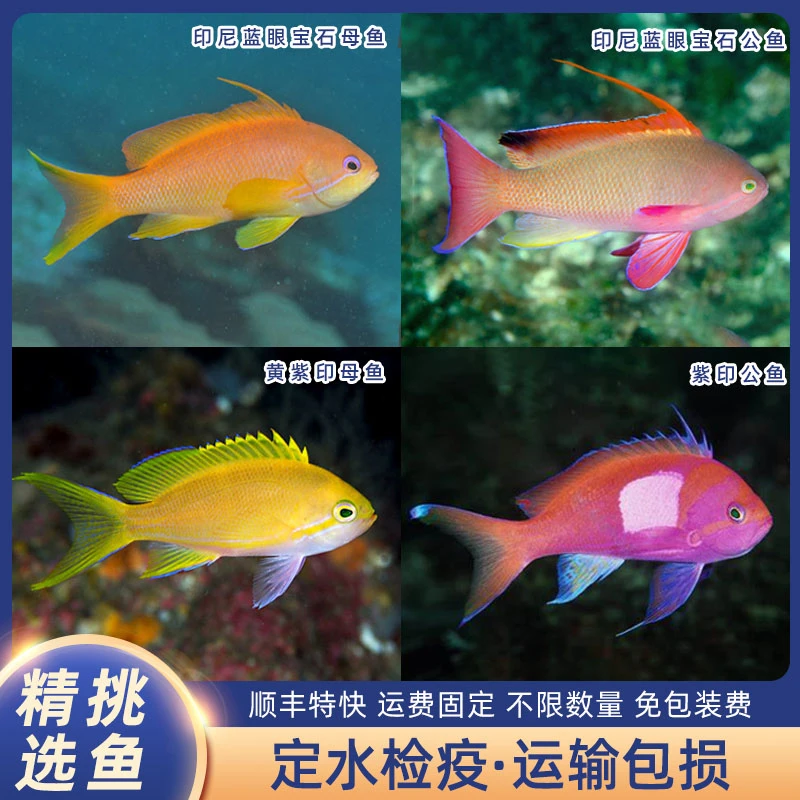 蓝眼宝石金花宝石海金鱼黄紫印公鱼母鱼海金鱼海水缸观赏鱼检疫