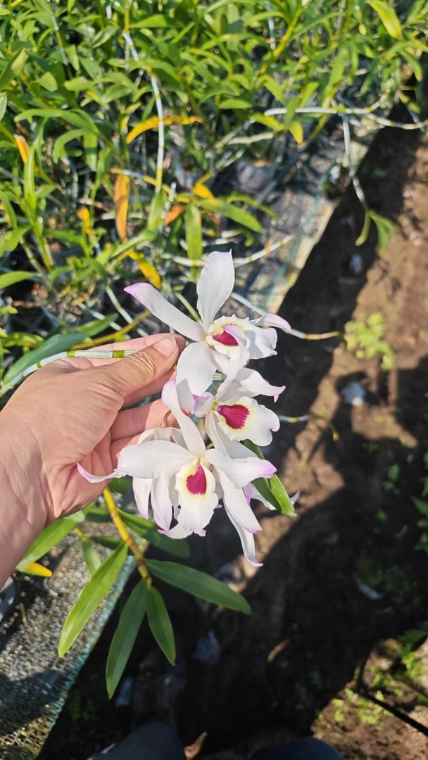 小陈自育新品，西南明珠。花朵大，浓香型！