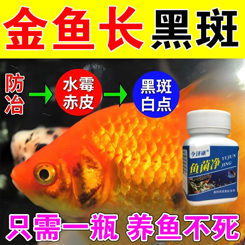 【金鱼长黑斑】观赏鱼黑斑红斑水霉长白毛烂肉蒙眼不爱动鱼缸专用