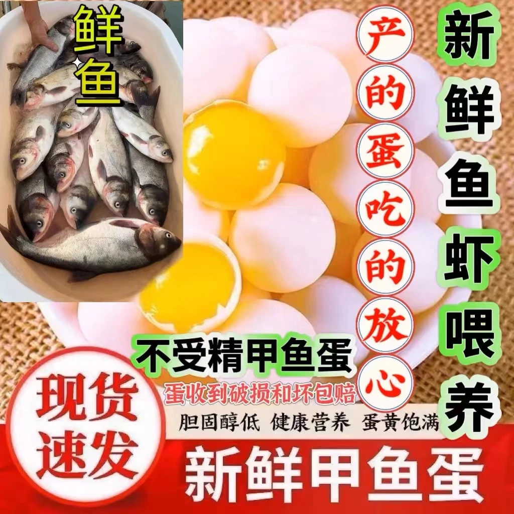 新鲜食用甲鱼蛋十年以上老甲鱼水鱼蛋农家自养