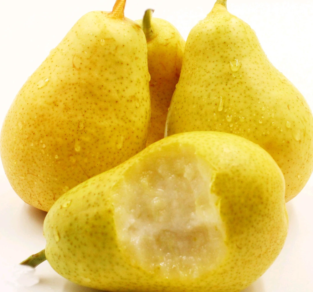 天水香蕉梨(洋梨老品种)