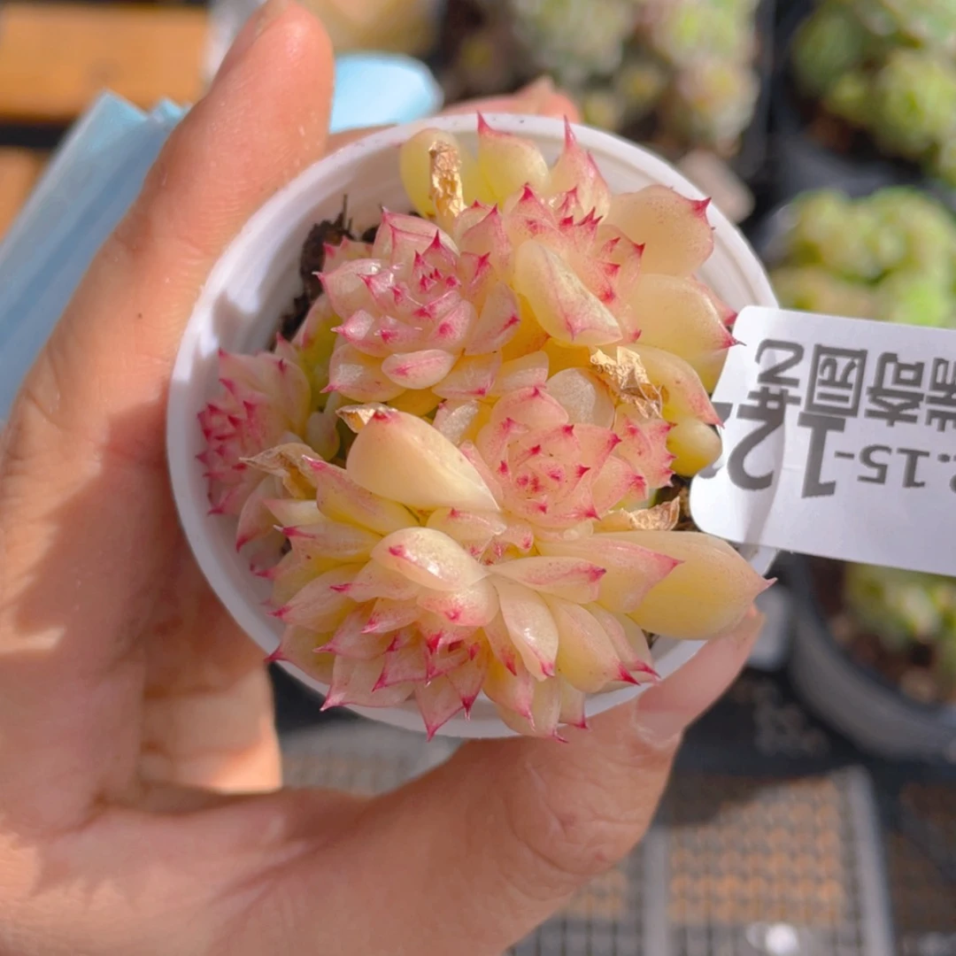 【闪购商品】00000122