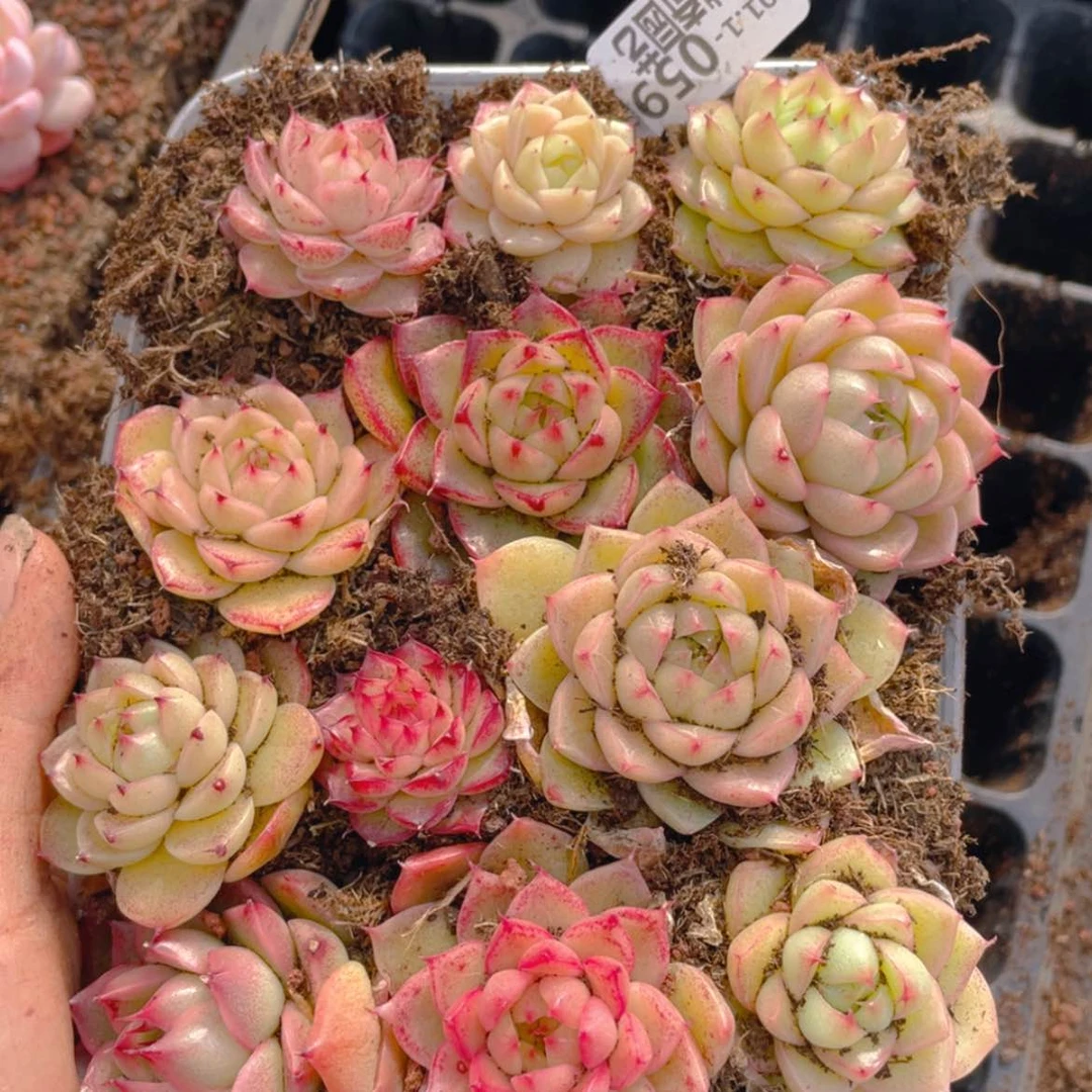 【闪购商品】00059