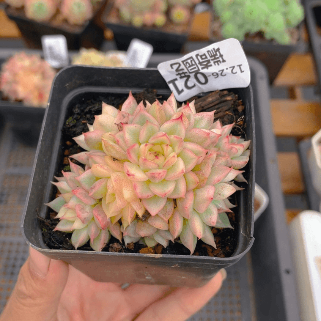【闪购商品】0000021