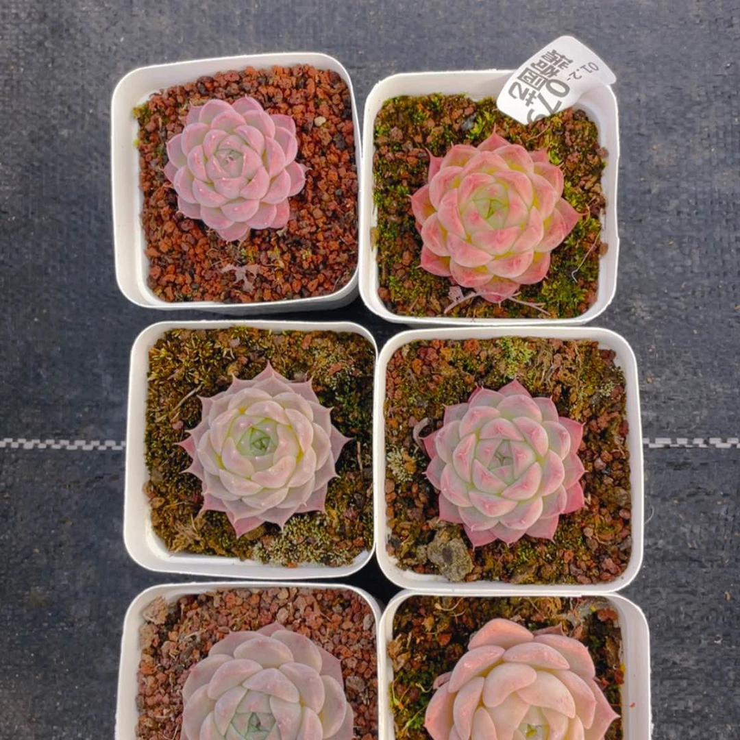 【闪购商品】0000079