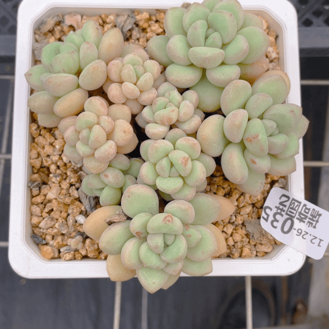 【闪购商品】000035