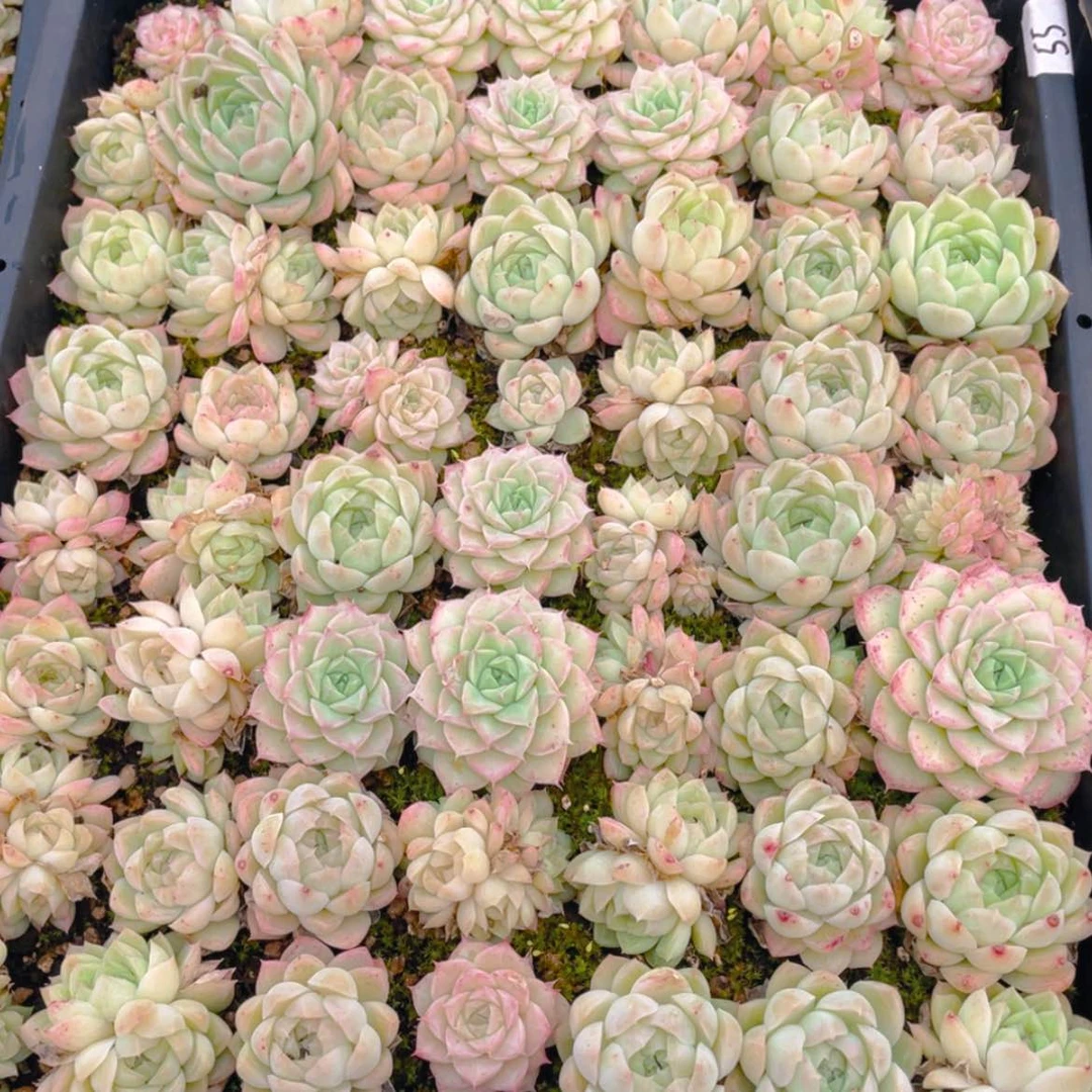 【闪购商品】叶*000045