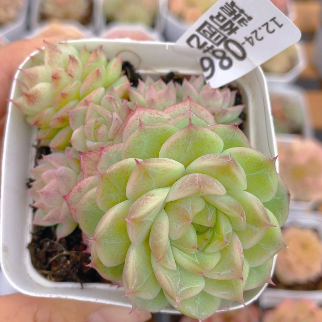 【闪购商品】昵***置000086