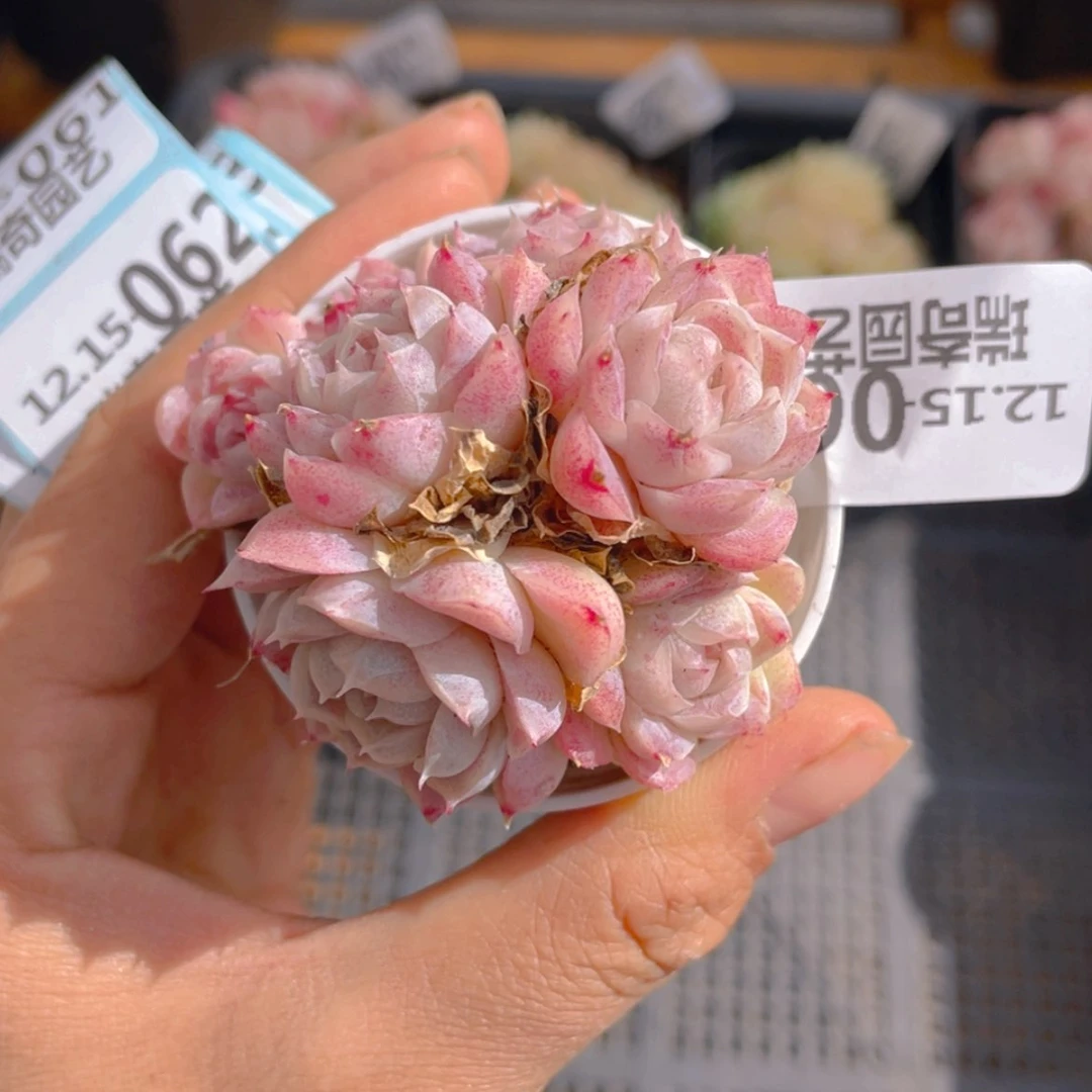 【闪购商品】00060