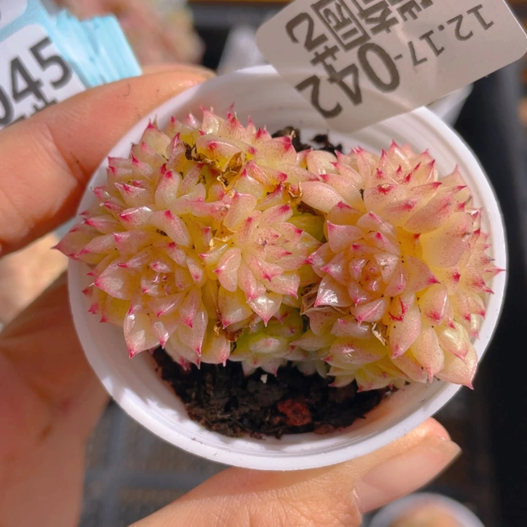 【闪购商品】0000042