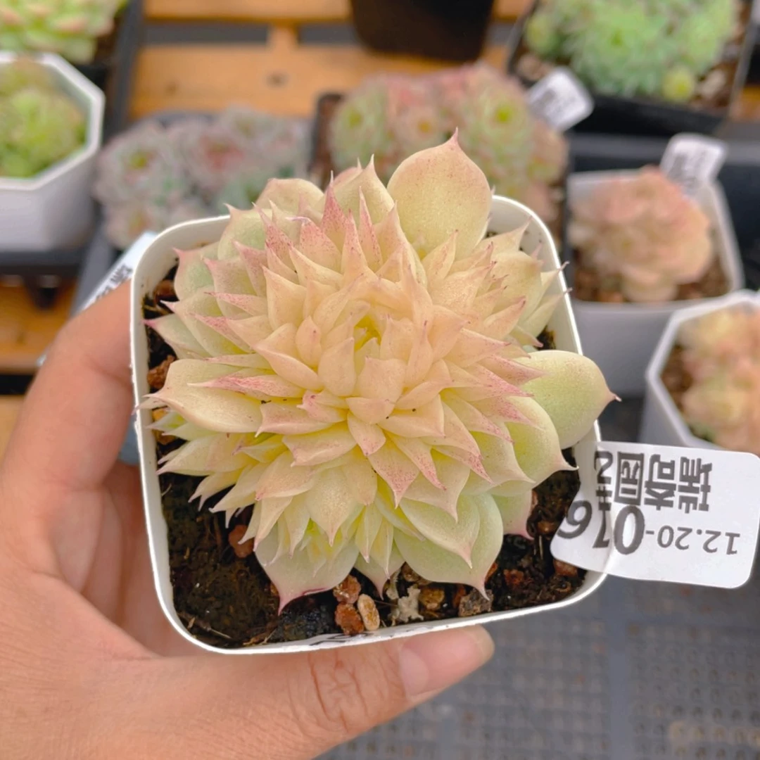 【闪购商品】0000016