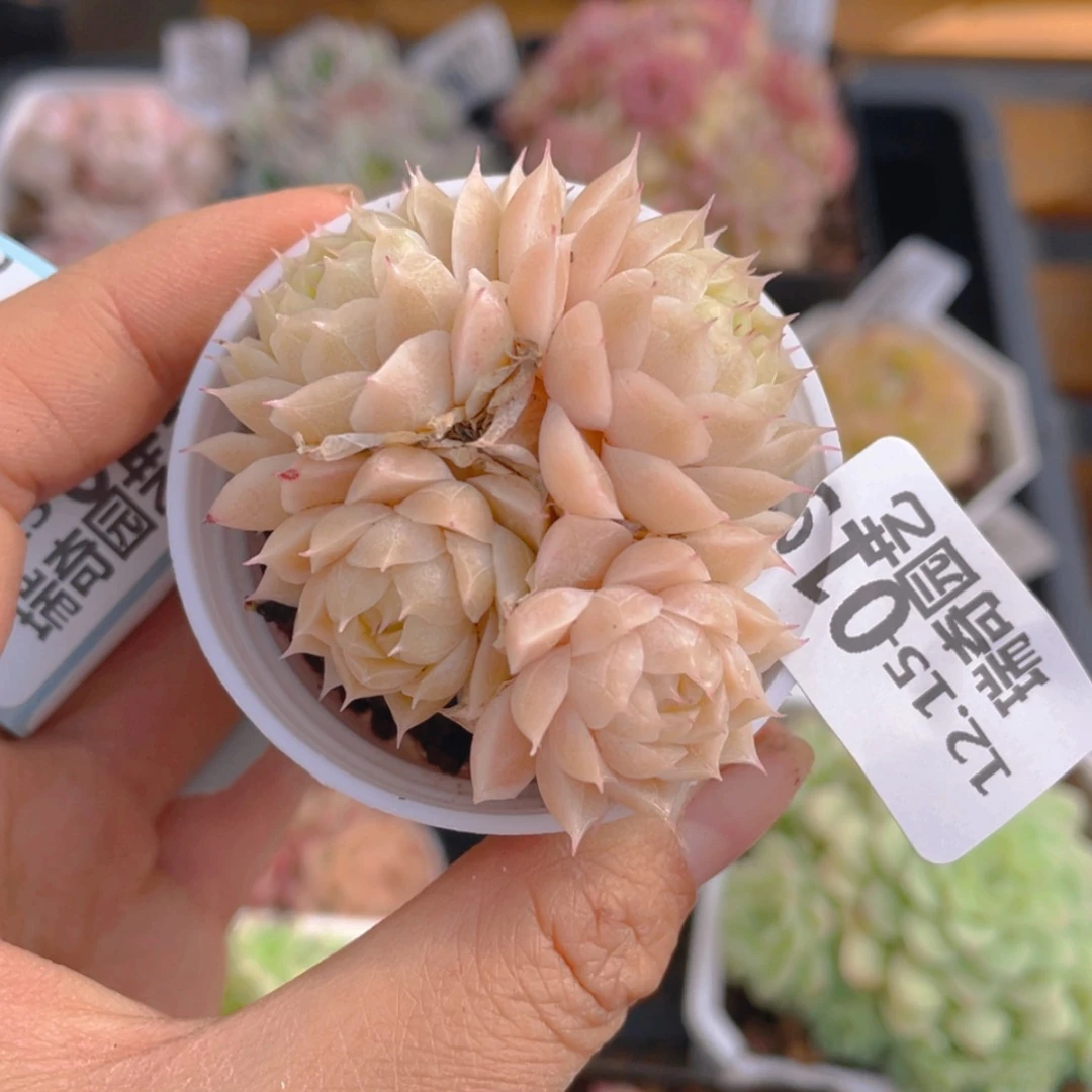 【闪购商品】00019