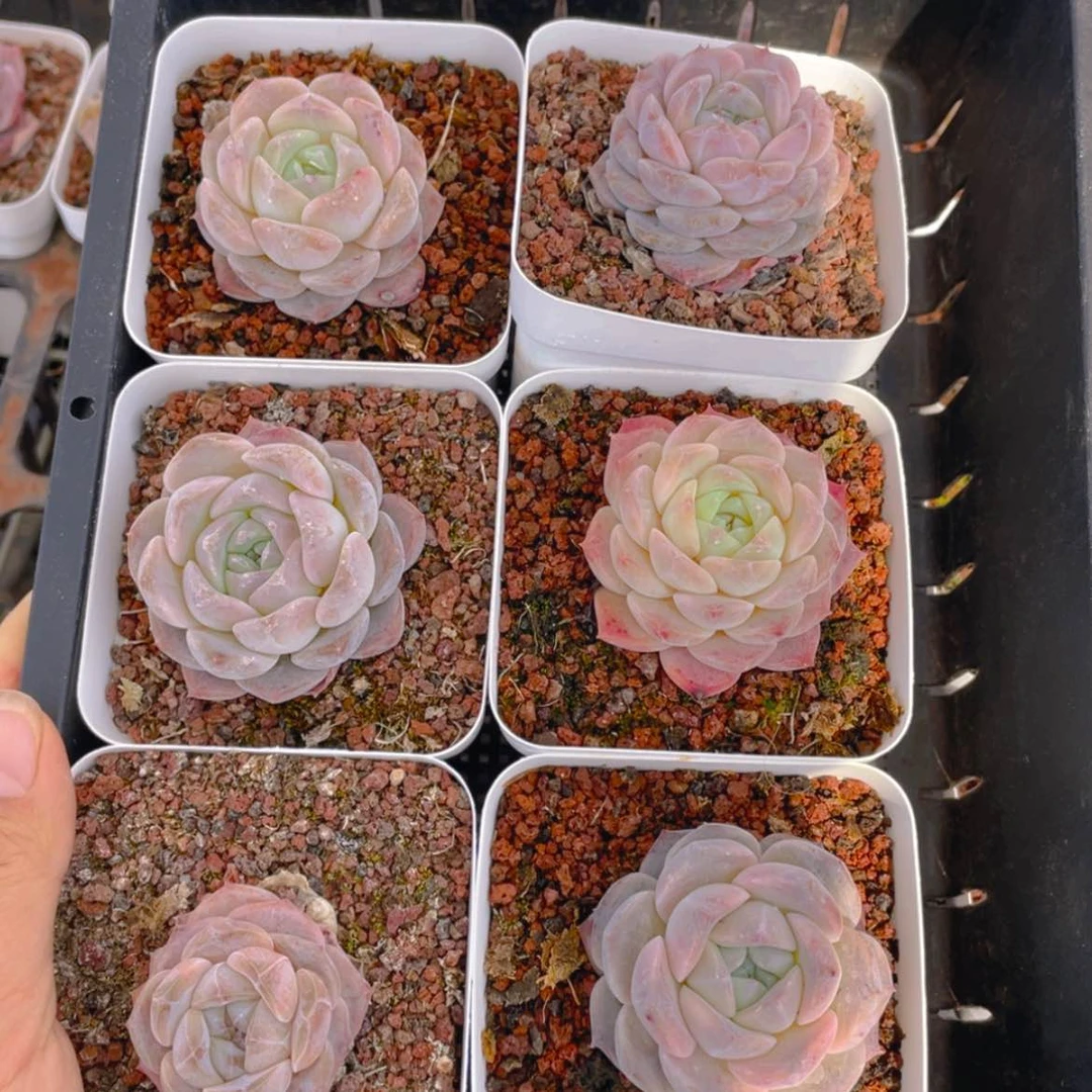 【闪购商品】00000008