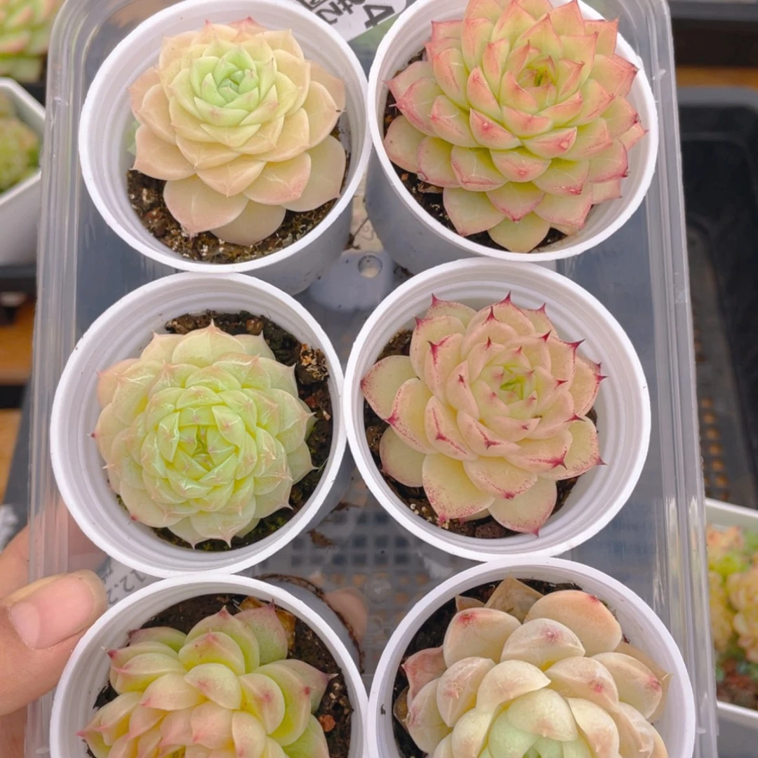 【闪购商品】0000034