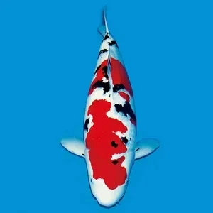 精品大正三色锦鲤观赏鱼