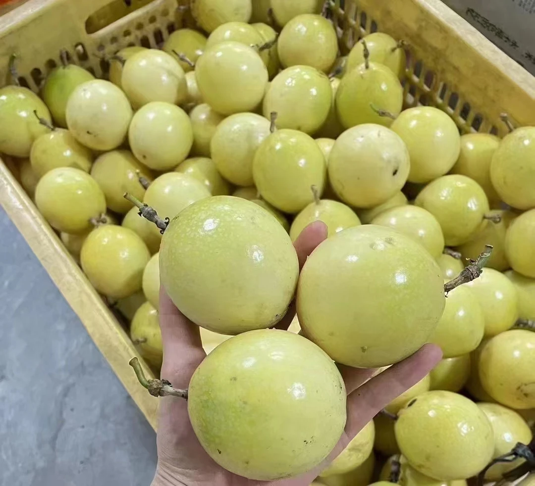 黄金百香果 钦蜜9号（中果）