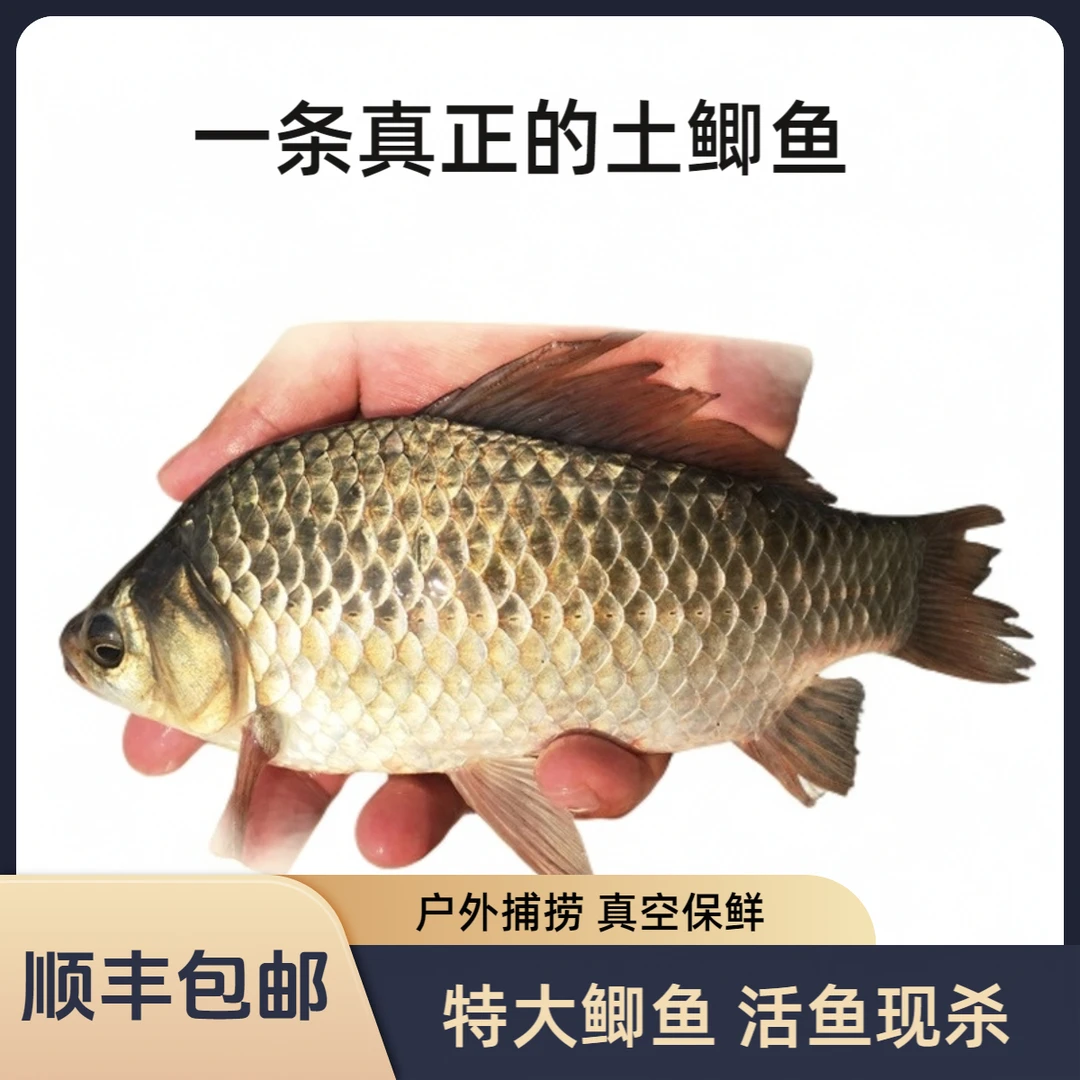 特大鲫鱼户外捕捞去鳞真空包装活鱼称重现杀生鲜淡水湖鱼大号