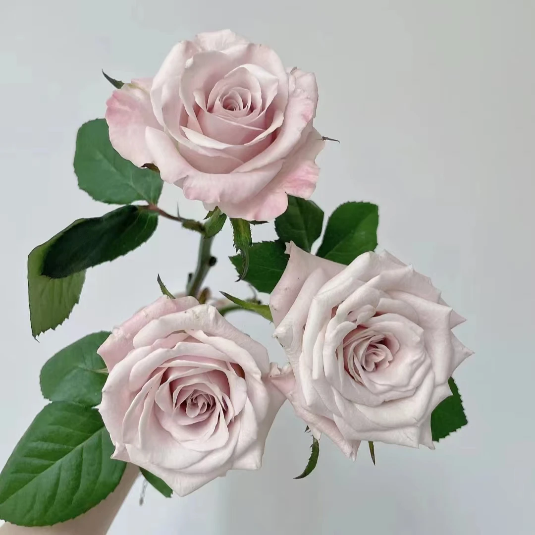 曼塔玫瑰 浪漫鲜花 昆明产地直发 低温地区未拍保温棉冻坏不售后