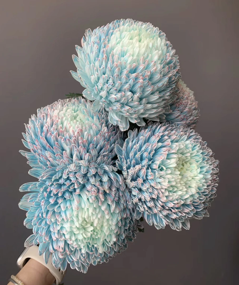 牡丹菊多色可选 浪漫鲜花产地直发 低温地区未拍保温棉冻坏不售后