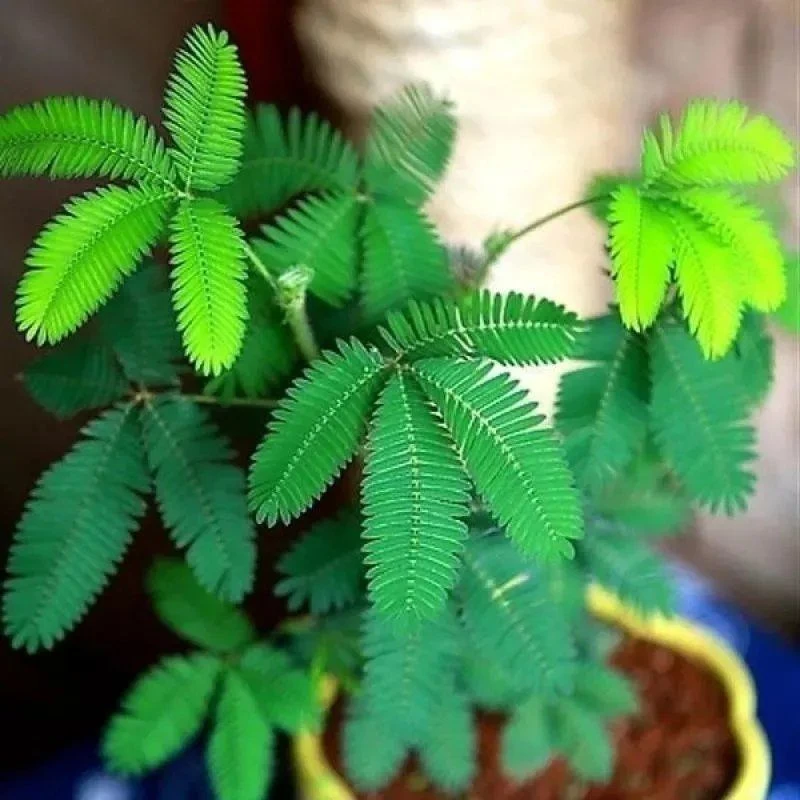 彩叶含羞草花种子四季易活奇趣植物害羞草室内外阳台盆栽植物花籽