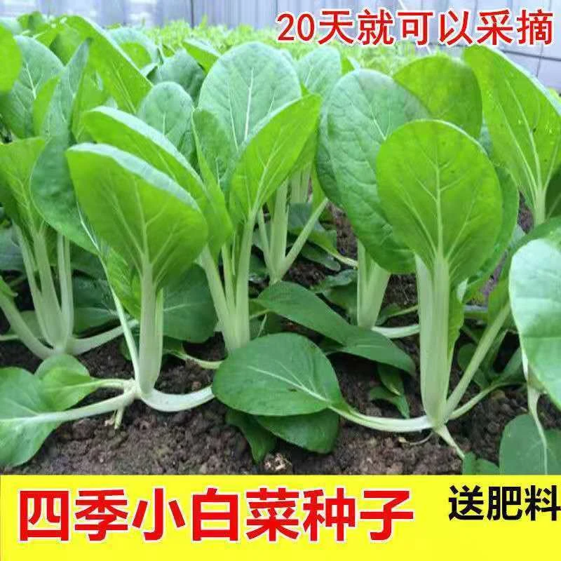 四季小白菜种子白杆小白菜种子早熟天可以采收小白菜青菜种子