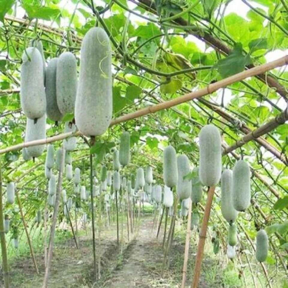 台湾小冬瓜种子毛节瓜小东瓜四季盆栽蔬菜种子庭院