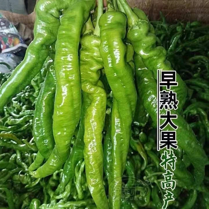 螺丝椒种子金螺丝青椒猪大肠辣椒种籽四季庭院阳台盆栽蔬菜种庭院