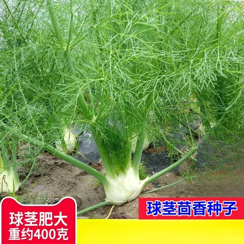 球茎茴香种子割茬小茴香籽结球茴香四季播种阳台盆栽庭院蔬菜种子