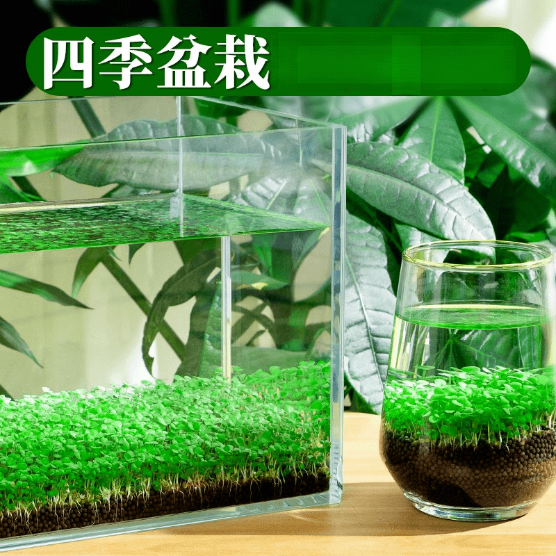 水草种子水草缸水草种籽造景套餐懒人四季水族箱四季增