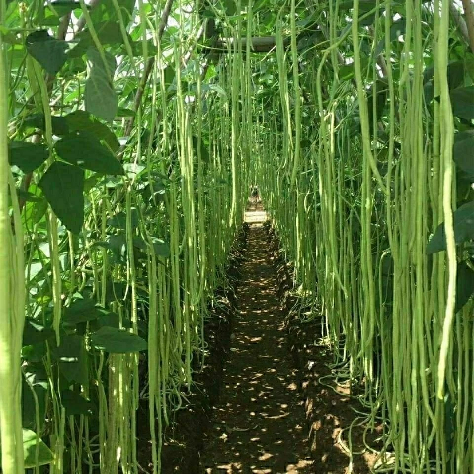 长绿先锋豆角种子绿条豇豆翠绿色长豆角大棚露天基地蔬菜种子