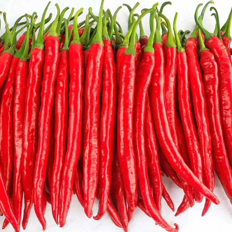 辣椒种子二金条长线椒种籽薄皮蔬菜种子籽四季阳台盆栽田地