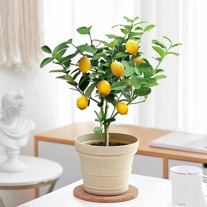 【带花苞】种植柠檬树果树大棵老桩可食用柠檬苗木果树苗25.8